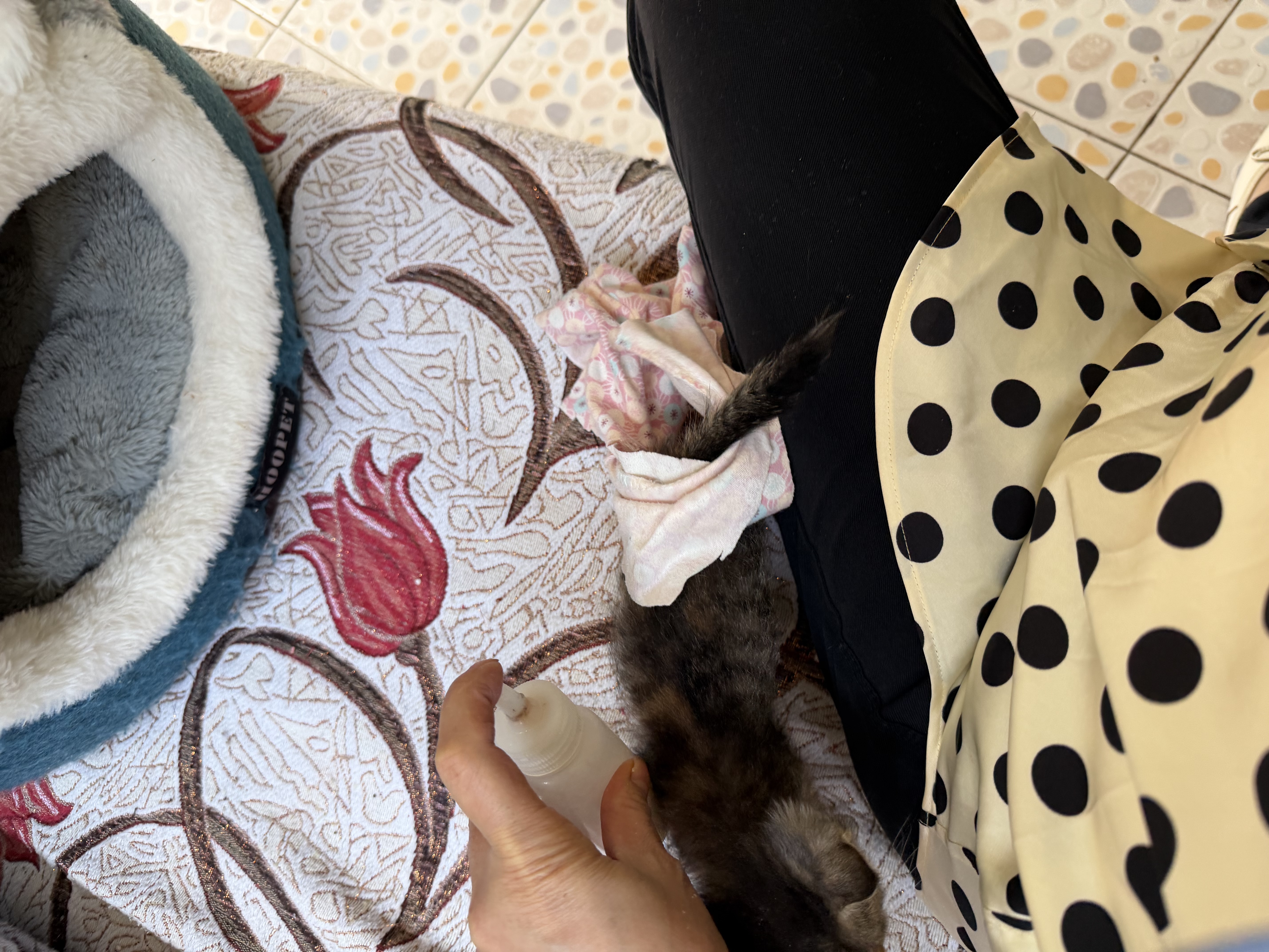 萌宠之星猫高蛋白羊奶粉0乳糖羊奶粉300g幼猫奶粉新生猫羊奶粉宠物羊奶粉 实拍图