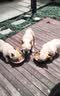 狼孩儿泰迪狗狗粮10斤成犬幼犬狗粮40斤泰迪小型犬天然粮20斤  20kg牛肉四拼粮(高营养40斤） 实拍图