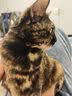 网易严选全价猫粮4.0 成幼猫三文鱼亮毛护肠胃深海鱼虾味10kg【宠物金选】 实拍图