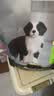 冠能狗粮大中型犬幼犬狗粮2.5kg 全价狗粮 含牛初乳 实拍图