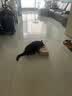 伟嘉猫粮成猫夹心粮 全价粮吞拿鱼1.3kg布偶蓝猫橘猫加菲英短猫咪 实拍图
