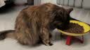 instinct百利猫粮无谷鸡高蛋白鸡生鲜鸡冻干猫粮三文鱼幼猫猫粮成猫全阶段 【优质蛋白健康餐】高蛋白鸡肉猫粮10磅 实拍图