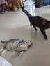 尾巴生活吸吸酱猪猪南瓜小黄泥口味80g/袋 补水全价主食餐包肉泥猫咪零食 实拍图