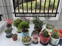 芷郁绿植盆栽托盘垫接水圆形防烂根树脂花盆托底座托盘 特厚210型3个 实拍图