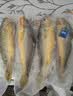 三都港 三去黄花鱼500g/3条装 新鲜小黄鱼 深海鱼 生鲜 鱼类 烧烤食材 实拍图