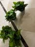 京东绿植绿萝盆栽除甲醛花卉绿植办公室新房净化空气180加仑4盆装源头直发 实拍图