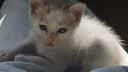 谷登【宠物金选】羊奶粉猫咪专用 幼猫小猫孕猫老年猫宠物羊奶粉200g 实拍图