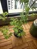 史丹利桂花树专用营养液500ml 家用花肥料盆栽通用复合肥金桂四季桂花肥 实拍图