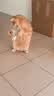 阿柴与猫猫玩具逗猫棒猫咪棒长杆羽毛钓幼小猫玩具鱼竿铃铛猫耐玩耐咬神器 实拍图