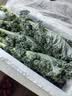 新鲜羽衣甘蓝生鲜蔬菜嫩叶云南甘兰芥蓝西餐沙拉榨汁减脂直播间 羽衣甘蓝减脂尝鲜装1斤 实拍图
