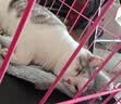 麦富迪猫粮 barf霸弗天然猫粮冻干成猫粮养胃增肌鸡肉1.8kg【宠物金选】 实拍图