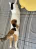 力狼 猫条猫零食 成幼猫通用宠物猫咪零食猫湿粮 鲜肉混合口味猫条15g*10支 实拍图
