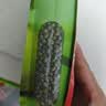 十月稻田 绿豆 500g 一级 低脂粗粮 东北杂粮 绿豆汤 可发豆芽 豆浆豆 实拍图