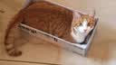 冠能猫粮成猫猫粮三文鱼味2.5kg 全价猫粮 稳固免疫 适口性强 实拍图