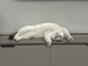 Orijen渴望猫粮 成猫幼猫粮 全价通用无谷原味鸡肉进口7.2kg效期27/6 实拍图