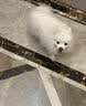 疯狂小狗中大型犬狗粮成幼犬40斤宠物边牧金毛拉布拉多鸡肉燕麦20kg囤货装 实拍图