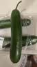 【水果菜】荷兰水果黄瓜约400g 实拍图