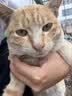 伟嘉成猫猫粮3.6kg海洋鱼味布偶夹心粮【原料透明】 实拍图