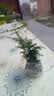文竹盆栽绿植花卉盆景植物室内客厅水培文松云竹文竹大苗四季常青 小文竹【1颗】原盆原土球发货 高度15-25cm 实拍图