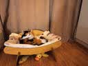 光多拉猫垫狗垫子60*40cm草莓小熊宠物猫窝睡垫四季猫咪北极绒棉毯子 实拍图