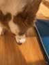 约克先生狗狗磨牙棒耐咬中大小型犬宠物金毛泰迪零食狗骨头牛膝骨5支450g 实拍图