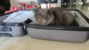 麦富迪猫粮 超肉粒冻干双拼成猫粮美毛护肠胃 三文鱼2kg 实拍图