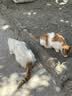 凯锐思天然猫粮成猫粮鱼肉海洋鱼全价猫粮成猫4斤 实拍图