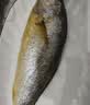 海名威 冷冻黄花鱼700g/2条 宁德大黄鱼 海鱼 生鲜鱼类 海鲜水产 国庆 实拍图