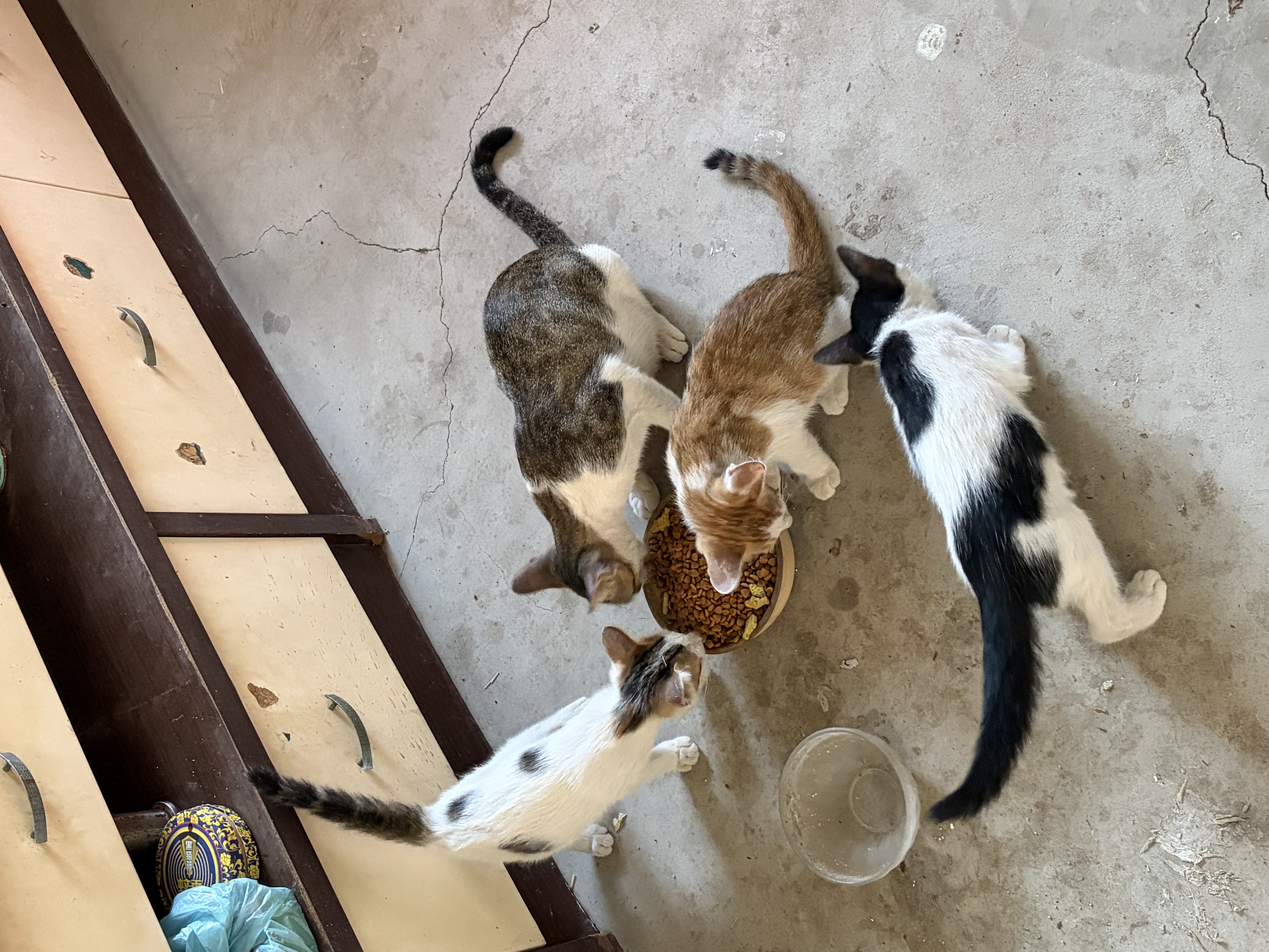 网易严选猫用薄荷饼干宠物幼猫成猫猫咪零食饼干薄荷味 95克 实拍图