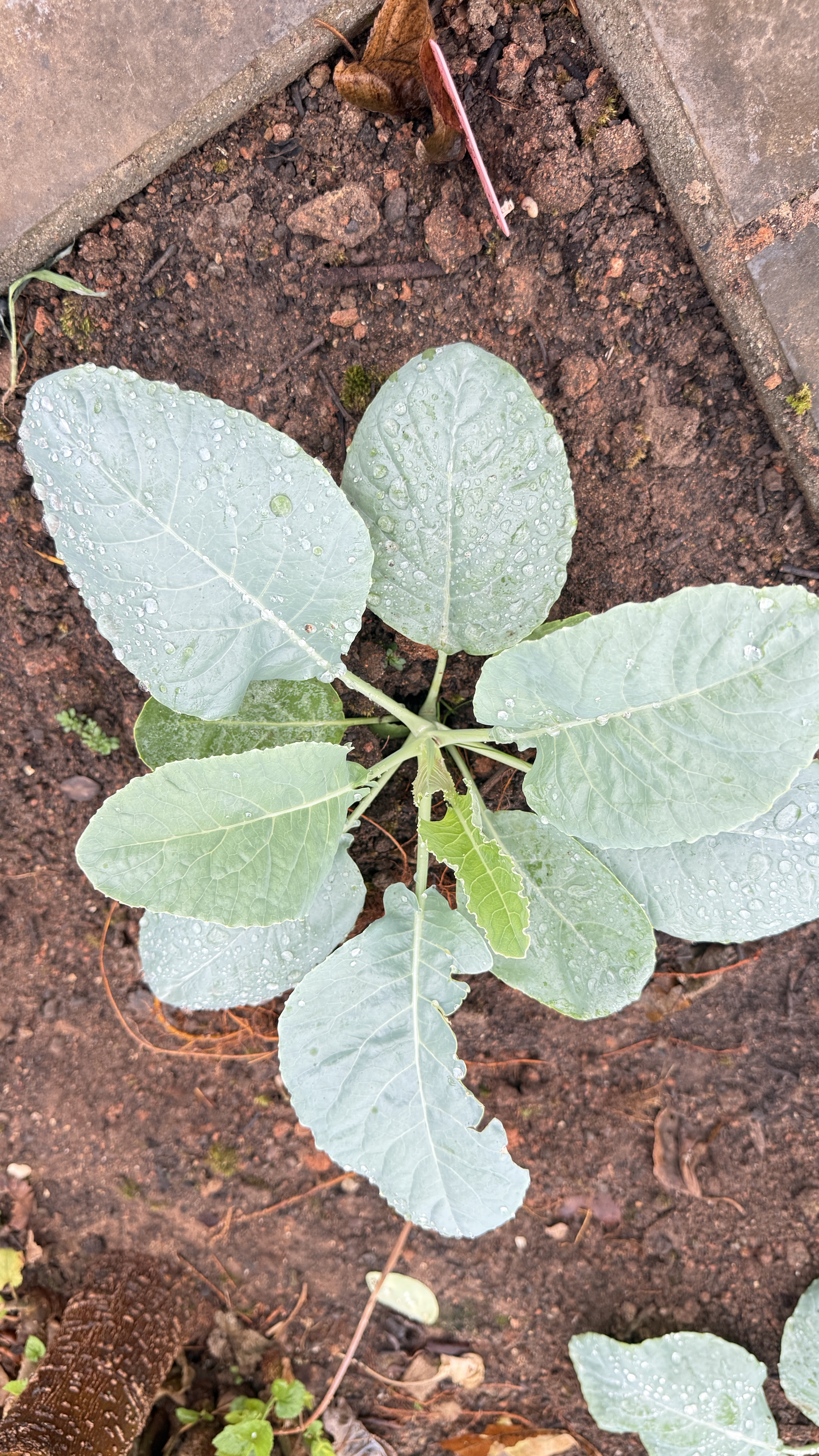 史丹利通用型复合肥10斤 蔬菜用农用种菜果树专用肥料养花化肥 实拍图