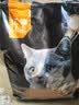 亿迪 冻干猫粮幼猫成猫10斤全价布偶蓝猫英短成年全阶段 实拍图