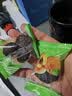 鲜窝窝甘草杏500g 独立包装甘草杏肉杏干吊干杏脯特产蜜饯休闲零食 实拍图