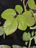 史丹利枯草芽孢菌杆菌500g 正品微生物菌剂芽孢杆菌兰花专用 实拍图