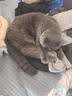 网易严选宠爱全价猫粮 实惠主粮成幼猫爱心三文鱼油美毛护胃海洋鱼2kg 实拍图