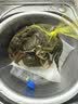 【活蟹】网兜蟹辽宁盘锦河蟹稻田河蟹礼盒螃蟹鲜活大闸蟹原生带泥 全母蟹丨1.2-1.4两【1斤】7-8只 实拍图