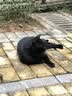 LEGENDSANDY蓝氏全价主食猫条肉-FUN肉满条湿粮猫零食成猫幼猫鲜肉猫湿粮罐头 【新客尝鲜】肉满条6支+咕咕条5支 实拍图