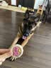 伯纳天纯中大型犬全价成年犬粮金毛宠物主粮羊肉蔓越莓15kg囤货装 实拍图