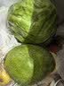 京鲜生云南凯特 净重8斤装 单果600g+ 新鲜芒果水果 源头直发包邮 实拍图