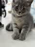 皇家猫粮 成猫猫粮 室内长毛猫 ILH35 通用粮 1-7岁 4.5KG 实拍图