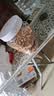 养益君大麦茶特级正品品牌1kg 炒大麦茶大颗粒麦香浓郁原味烘焙型大份量 实拍图