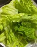 【烧烤季】钟灵山罗马生菜400g 实拍图