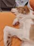 伯纳天纯狗粮小型犬中大型犬幼犬成犬全价通用粮四拼冻干鹿肉味10kg/20斤 实拍图