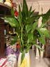 花翁带根富贵竹水培植物客厅招财旺宅花卉绿植盆栽竹子文昌竹源头直发 实拍图