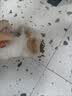 汪爸爸小型犬天然狗粮泰迪贵宾比熊雪纳瑞通用粮经典鸡肉配方囤货装 小型犬幼犬粮5斤【鸡肉&鱼肉】 实拍图