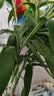 京东绿植绿萝盆栽除甲醛花卉绿植办公室新房净化空气180加仑4盆装源头直发 实拍图
