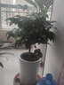 瑰玮送货上门辫子发财树大型绿植室内花卉家居盆栽办公室客厅开业乔迁 幸福树约40-50厘米 含塑料盆（普通塑料盆） 实拍图