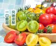  【安心菜】供港基地多彩便当番茄400g  实拍图