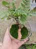 八芽趣味鲜活苔藓微型景观创意室内桌面生态绿植盆栽盆景懒人好养植物 山野人家 带玻璃杯 实拍图