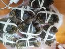 【活蟹】蟹宗鲜活大闸蟹公5.0-5.3两母4.0-4.3两4对8只生鲜螃蟹海鲜节日礼品源头直发 实拍图