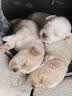 新宠之康 宠物羊奶粉400g狗狗猫咪成幼犬猫泰迪金毛羊奶粉营养补充 实拍图